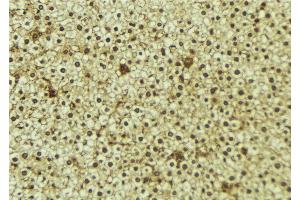 ABIN6273350 at 1/100 staining Mouse liver tissue by IHC-P. (WWP1 抗体  (Internal Region))