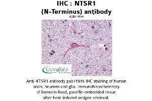 Image no. 1 for anti-Neurotensin Receptor 1 (High Affinity) (NTSR1) (Extracellular Domain), (N-Term) antibody (ABIN1737567) (NTSR1 抗体  (Extracellular Domain, N-Term))