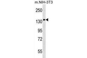 Western Blotting (WB) image for anti-Phosphatidylinositol Transfer Protein, Membrane-Associated 1 (PITPNM1) antibody (ABIN2999313) (PITPNM1 抗体)