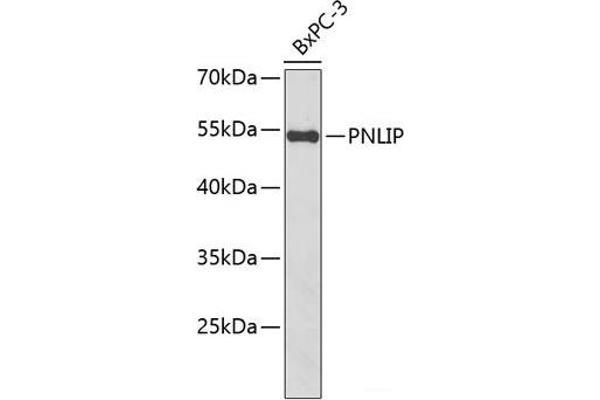 PNLIP anticorps