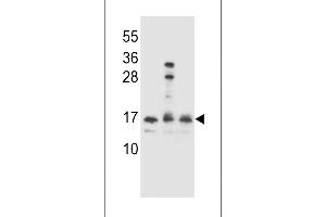 HOPX Antibody (C-term) (ABIN655402 and ABIN2844948) western blot analysis in Ramos,,293 cell line lysates (35 μg/lane). (HOPX 抗体  (C-Term))