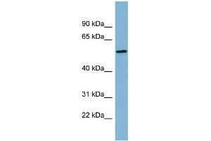 Western Blotting (WB) image for anti-Mesoderm Induction Early Response 1, Family Member 2 (MIER2) (Middle Region) antibody (ABIN2787002)