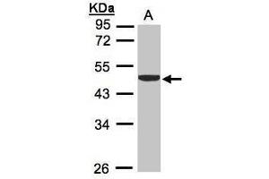 WB Image Sample (30μg whole cell lysate) A:H1299 10% SDS PAGE antibody diluted at 1:1000 (CKB 抗体)