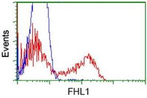 HEK293T cells transfected with either RC203478 overexpress plasmid (Red) or empty vector control plasmid (Blue) were immunostained by anti-FHL1 antibody (ABIN2453043), and then analyzed by flow cytometry. (FHL1 抗体)