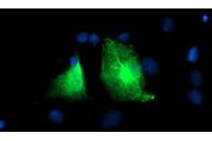 Immunofluorescence (IF) image for anti-phosphofructokinase, Platelet (PFKP) antibody (ABIN1500163) (PFKP 抗体)