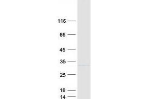 Western Blotting (WB) image for Ras Suppressor Protein 1 (RSU1) (Transcript Variant 2) protein (Myc-DYKDDDDK Tag) (ABIN2731234)