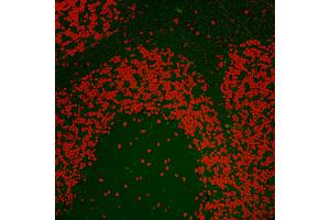 Immunofluorescence (IF) image for anti-Nucleolin (NCL) (C-Term) antibody (ABIN7455226)