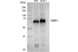 Western blot analysis of extracts from HEK 293 cells and DLD-1 cells using YAP1 antibody (1:1000). (YAP1 抗体)