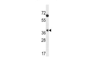 MBNL2 Antibody (C-term) (ABIN656947 and ABIN2846136) western blot analysis in Hela cell line lysates (35 μg/lane). (MBNL2 抗体  (C-Term))