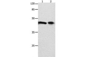 Western Blot analysis of 293T cell and Mouse intestinum tenue tissue using FOXL1 Polyclonal Antibody at dilution of 1:850 (FOXL1 抗体)