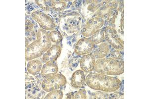 Immunohistochemistry of paraffin-embedded rat kidney using ACSL5 antibody (ABIN1870777) at dilution of 1:100 (40x lens). (ACSL5 抗体)