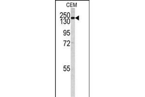 Western blot analysis of PI3KC2G antibody (N-term) (ABIN392551 and ABIN2842099) in CEM cell line lysates (35 μg/lane). (PI3KC2G 抗体  (N-Term))