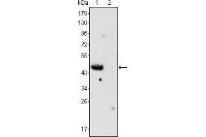 Western blot analysis using GATA4 mouse mAb against rat fetal heart (1) and adult heart (2) tissues lysate. (GATA4 抗体)