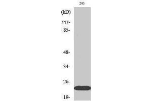 Western Blotting (WB) image for anti-Ephrin A1 (EFNA1) (Internal Region) antibody (ABIN3174983) (Ephrin A1 抗体  (Internal Region))