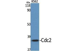 Western Blot (WB) analysis of specific cells using Cdc2 Polyclonal Antibody. (CDK1 抗体  (Ser216))