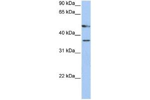 WB Suggested Anti-FOXD4 Antibody Titration:  0. (FOXD4 抗体  (C-Term))