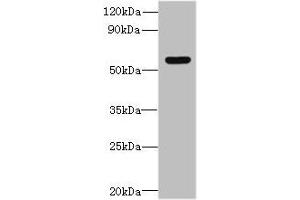 Western blot All lanes: SLC35F5 antibody at 6 μg/mL + Hela whole cell lysate Secondary Goat polyclonal to rabbit IgG at 1/10000 dilution Predicted band size: 59, 28 kDa Observed band size: 59 kDa (SLC35F5 抗体  (AA 122-242))