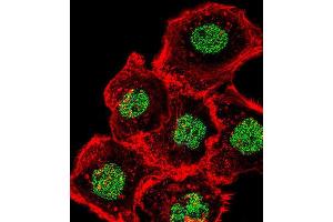 Immunofluorescence (IF) image for anti-Homeobox and Leucine Zipper Encoding (HOMEZ) antibody (ABIN2995832) (HOMEZ 抗体)