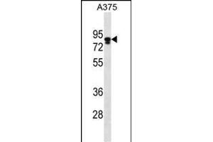 MLPH Antibody (C-term) (ABIN656542 and ABIN2845806) western blot analysis in  cell line lysates (35 μg/lane). (Melanophilin 抗体  (C-Term))