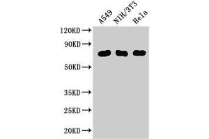 Western Blot Positive WB detected in: A549 whole cell lysate, NIH/3T3 whole cell lysate, Hela whole cell lysate All lanes: MX1 antibody at 3 μg/mL Secondary Goat polyclonal to rabbit IgG at 1/50000 dilution Predicted band size: 76, 56 kDa Observed band size: 76 kDa (MX1 抗体  (AA 7-172))