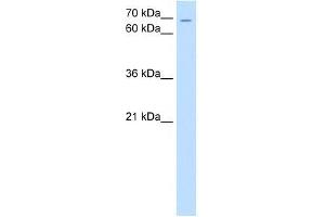 ZNF131 antibody used at 0. (ZNF131 抗体  (N-Term))