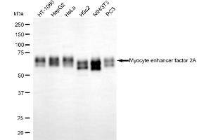 Western blotting analysis using myocyte enhancer factor 2A antibody (ABIN7799515). (Recombinant MEF2A 抗体)