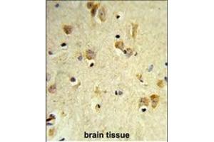 Formalin-fixed and paraffin-embedded human brain tissue reacted with PEX14 Antibody (C-term), which was peroxidase-conjugated to the secondary antibody, followed by DAB staining. (PEX14 抗体  (C-Term))