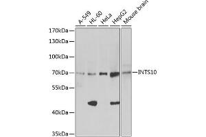 Western blot analysis of extracts of HeLa cells, using INTS10 antibody (ABIN6129778, ABIN6142484, ABIN6142486 and ABIN6217410) at 1:1046 dilution. (INTS10 抗体  (AA 451-710))