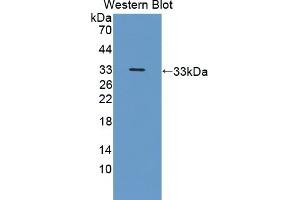 Detection of Recombinant NRP2, Human using Polyclonal Antibody to Neuropilin 2 (NRP2) (NRP2 抗体  (AA 231-490))