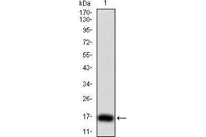 Western blot analysis using TSHB mAb against human TSHB (AA: 20-139) recombinant protein. (TSHB 抗体  (AA 20-139))