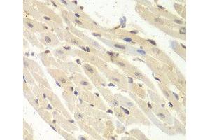 Immunohistochemistry of paraffin-embedded Mouse heart using PSME1 Polyclonal Antibody at dilution of 1:100 (40x lens). (PSME1 抗体)