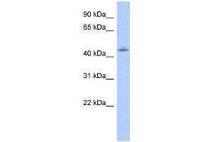 Western Blotting (WB) image for anti-Orthodenticle Homeobox 1 (OTX1) antibody (ABIN2458361) (OTX1 抗体)