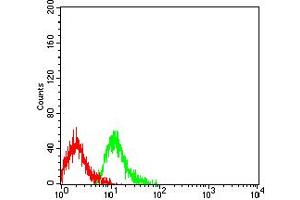 Flow cytometric analysis of Jurkat cells using CD109 mouse mAb (green) and negative control (red). (CD109 抗体  (AA 1274-1421))