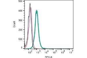 Cell surface detection of TRPV2 in live intact mouse J774 macrophage cells: + Rabbit IgG Isotype Control-FITC ().