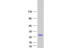 Western Blotting (WB) image for Dual Specificity Phosphatase 13 (DUSP13) (Transcript Variant 6) protein (Myc-DYKDDDDK Tag) (ABIN2719828)