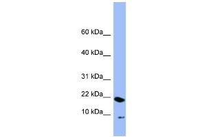 WB Suggested Anti-PIN4  Antibody Titration: 0. (PIN4 抗体  (N-Term))