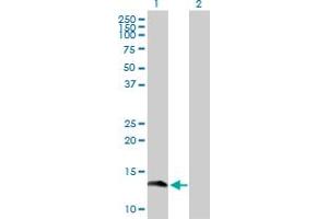 Western Blot analysis of GEMIN7 expression in transfected 293T cell line by GEMIN7 MaxPab polyclonal antibody. (GEMIN7 抗体  (AA 1-131))