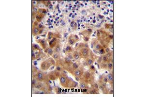 PSORS1C1 Antibody (N-term) (ABIN657118 and ABIN2846264) immunohistochemistry analysis in formalin fixed and paraffin embedded human liver tissue followed by peroxidase conjugation of the secondary antibody and DAB staining. (PSORS1C1 抗体  (N-Term))
