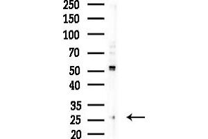 Western blot analysis of lysates from COLO205 cells(heat-shock,45 min treatment), using TAS2R12 Antibody at 1/1000 dilution. (TAS2R12 抗体  (C-Term))