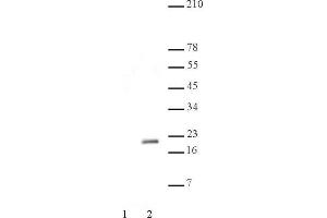 Histone H3 acetyl Lys56 antibody tested by Western blot.