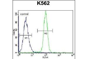 HMG1L10 Antibody (N-term) (ABIN656128 and ABIN2845469) flow cytometric analysis of K562 cells (right histogram) compared to a negative control cell (left histogram). (HMG1L10 抗体  (N-Term))