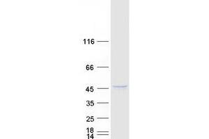 Western Blotting (WB) image for Sulfatase Modifying Factor 1 (SUMF1) protein (Myc-DYKDDDDK Tag) (ABIN2732973)