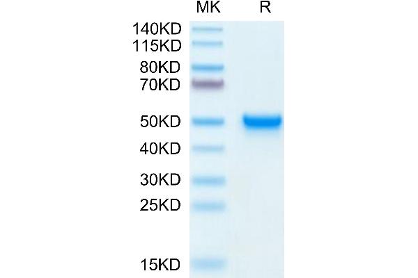 CD5L Protein (AA 22-352) (His tag)