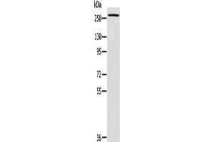 Western Blotting (WB) image for anti-Talin 1 (TLN1) antibody (ABIN2433979) (TLN1 抗体)