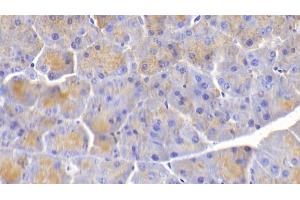 Detection of ELN in Mouse Pancreas Tissue using Polyclonal Antibody to Elastin (ELN) (Elastin 抗体  (AA 266-443))
