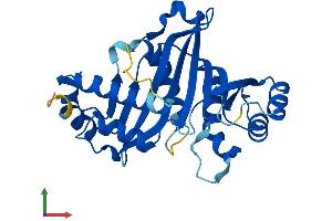 Protein Structure (PS) image for Glutamate-Cysteine Ligase, Modifier Subunit (GCLM) (AA 1-274) protein (His tag) (ABIN7562255)