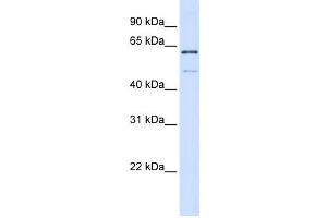 Western Blotting (WB) image for anti-Methyltransferase Like 16 (METTL16) antibody (ABIN2459138)