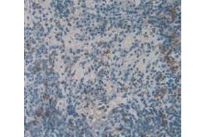 IHC-P analysis of Mouse Tissue, with DAB staining. (Chemerin 抗体  (AA 21-155))