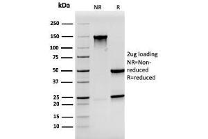 SDS-PAGE Analysis Purified Synaptophysin Mouse Monoclonal Antibody (SYP/3551). (MSH2 抗体  (AA 224-313))