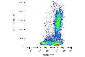Surface staining of CD62L in human peripheral blood with anti-CD62L (DREG56) FITC. (L-Selectin 抗体  (FITC))